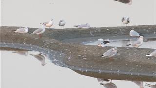 Observation des oiseaux du marais vendéen